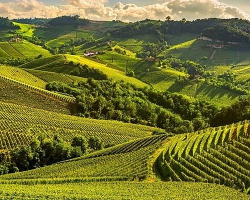 Mediterranean Vineyard